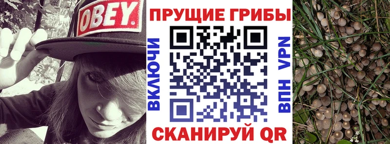 закладки  Кулебаки  Псилоцибиновые грибы GOLDEN TEACHER 