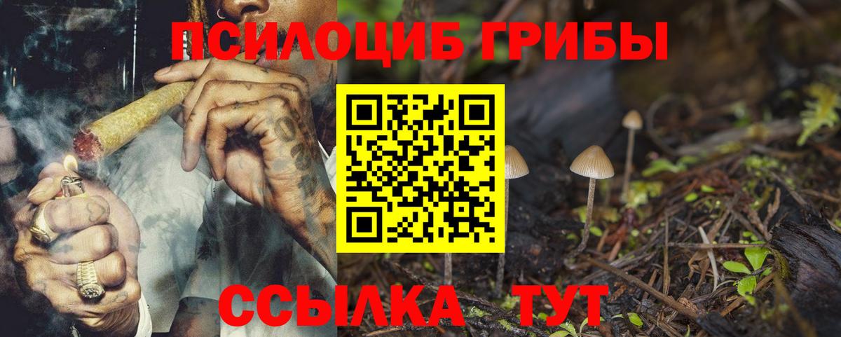 Псилоцибиновые грибы Psilocybe Кулебаки